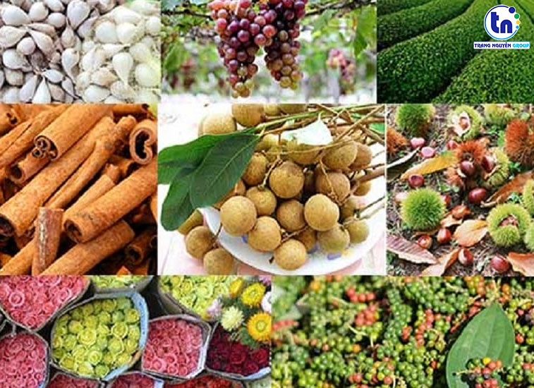 15-loai-nong-san-viet-nam-noi-tieng-duoc-the-gioi-ua-chuong