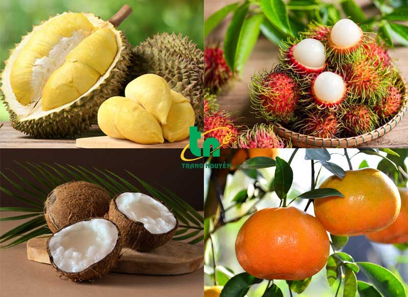 8-loai-trai-cay-dac-san-mien-tay
