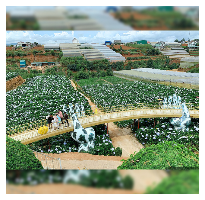 <a href='https://trangnguyencantho.com.vn/uploads/sanpham/Dalat-canhdonghoacamtucau-ok_742558.jpg' onclick='return hs.expand(this)' ><img src='https://trangnguyencantho.com.vn/templates/default/js_css/images/icon_zoom.png'/> Phóng to</a>